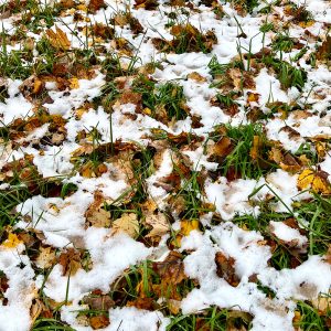 Three Seasons